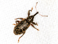Dorytomus dejeani
